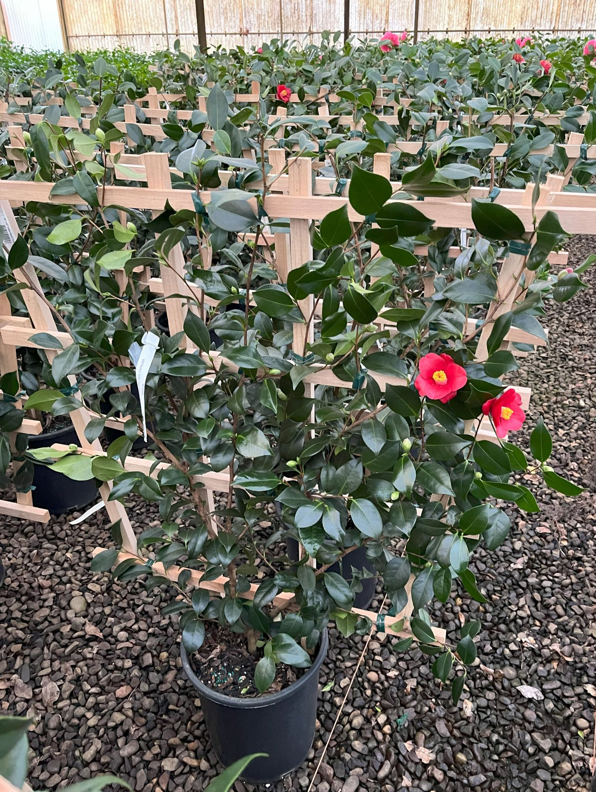 Camellia jap. 'Korean Fire' (red), ESPALIER