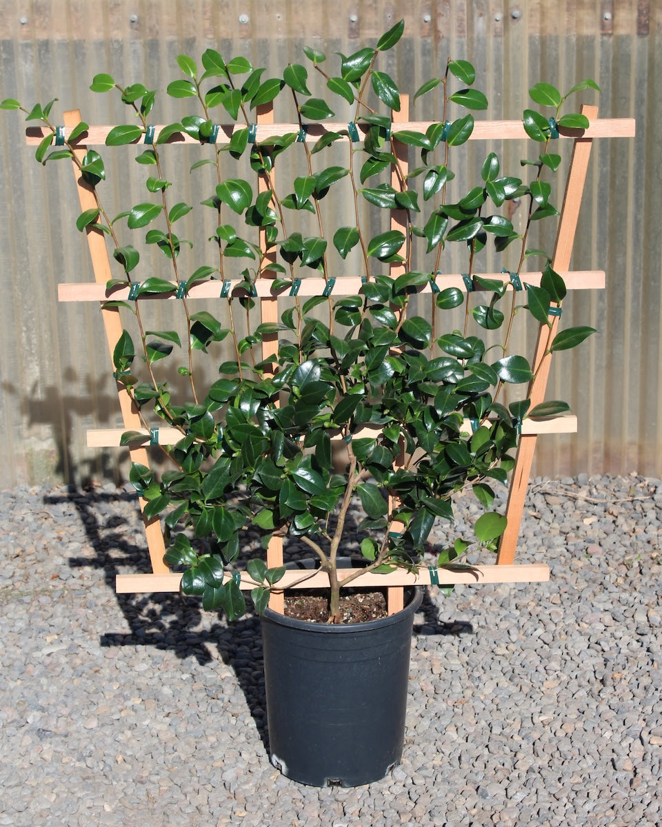 Camellia jap. 'Korean Fire' (red), ESPALIER