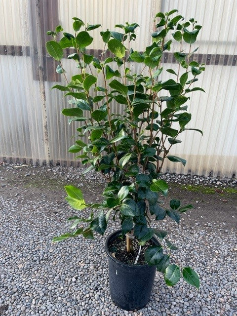 Camellia jap. 'Kramer's Supreme' (red)