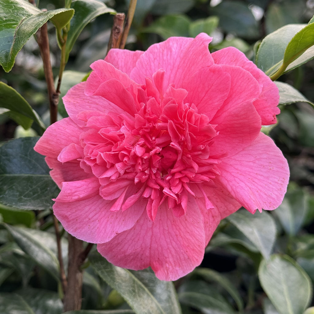 Camellia jap. 'Kumasaka' (rose), ESPALIER