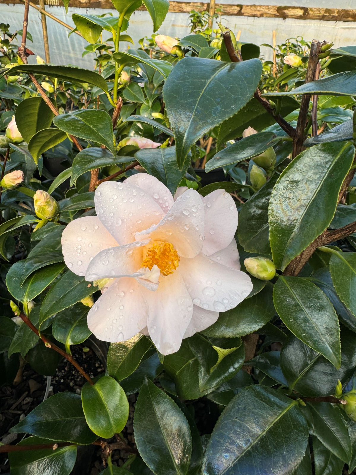 Camellia jap. 'Magnoliaeflora' (pink)