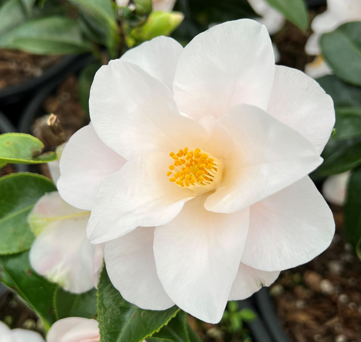 Camellia jap. 'Magnoliaeflora' (pink)