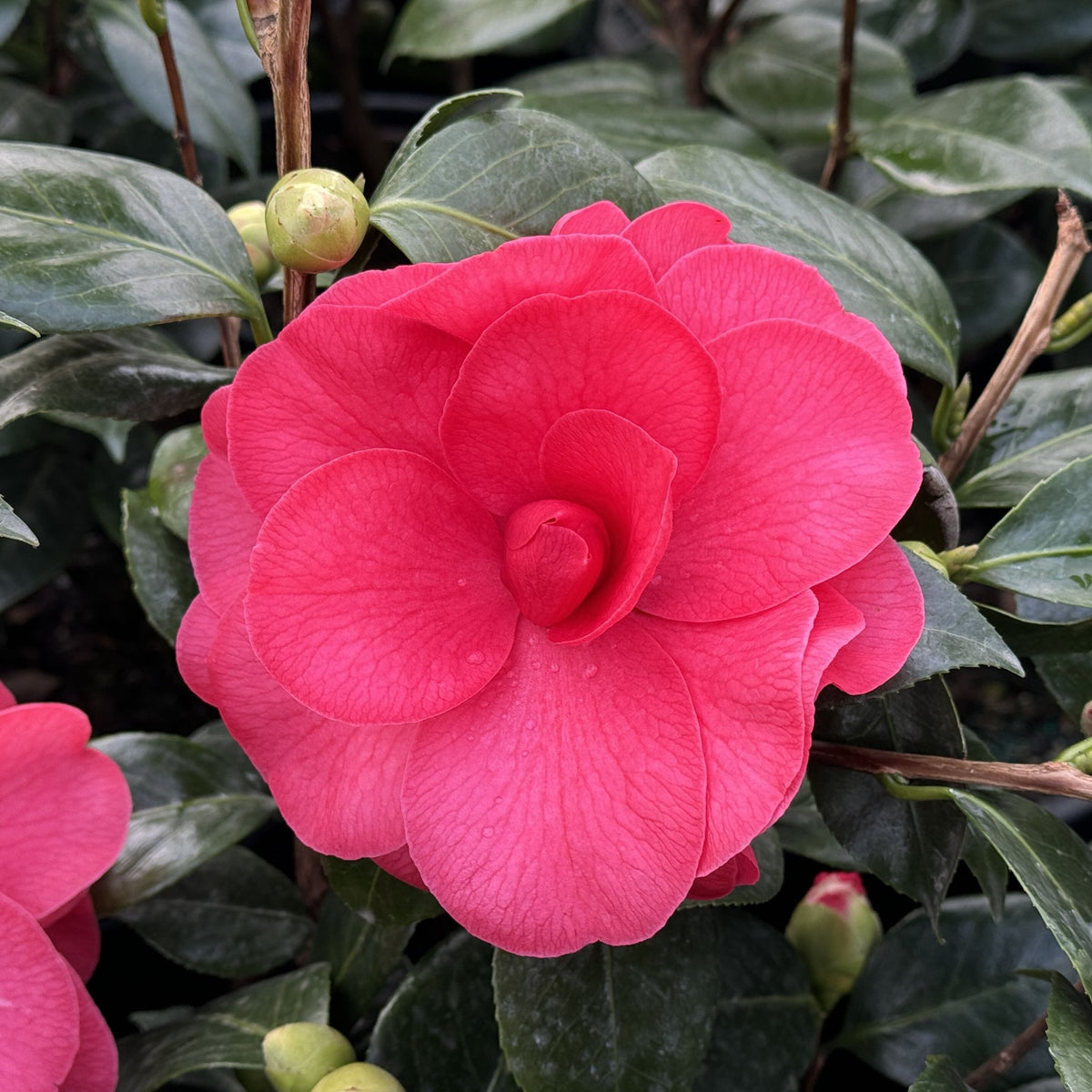Camellia jap. 'Mathotiana Supreme' (red)