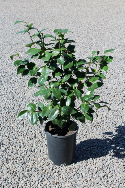 Camellia jap. 'Mathotiana Supreme' (red)
