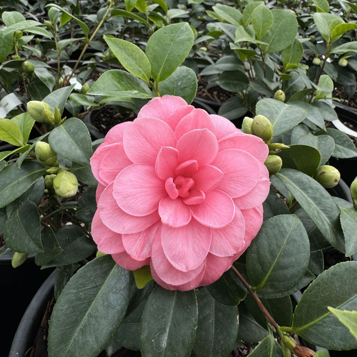 Camellia jap. 'Mrs. Tingley' (salmon)