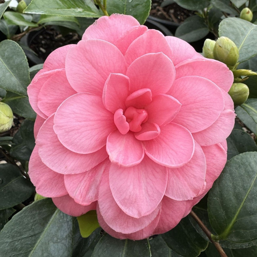 Camellia jap. 'Mrs. Tingley' (salmon), ESPALIER