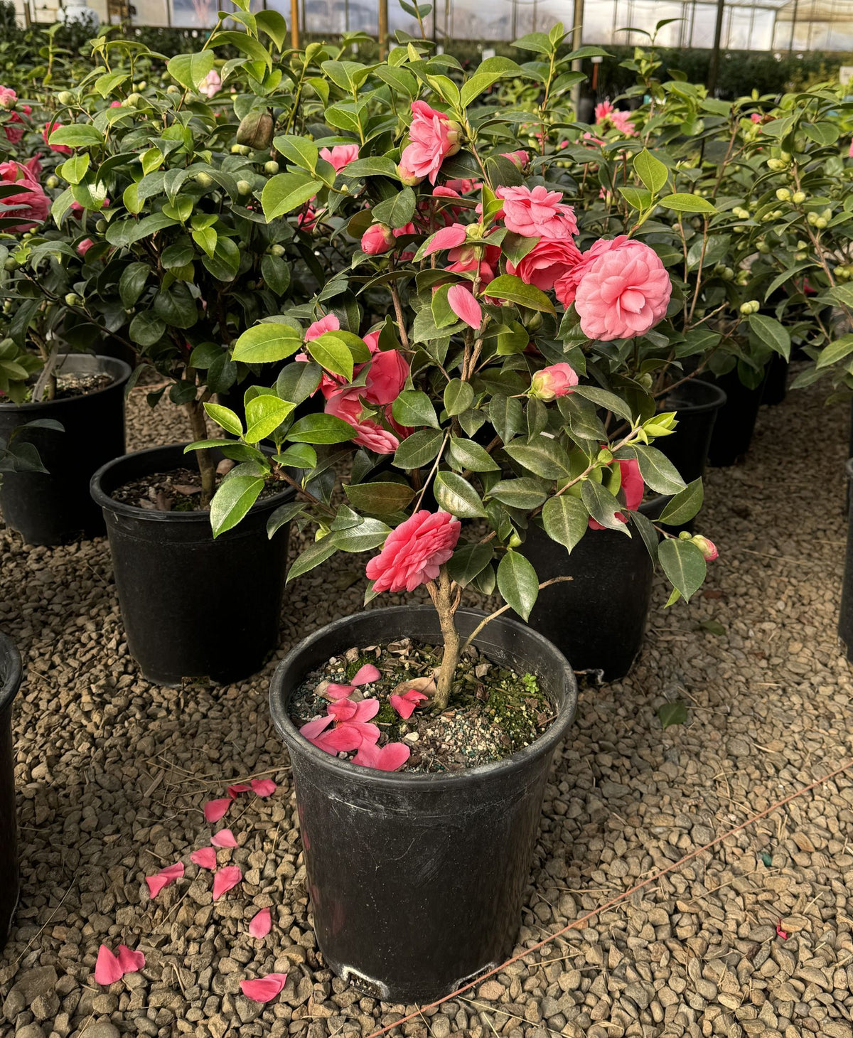 Camellia jap. 'Mrs. Tingley' (salmon)