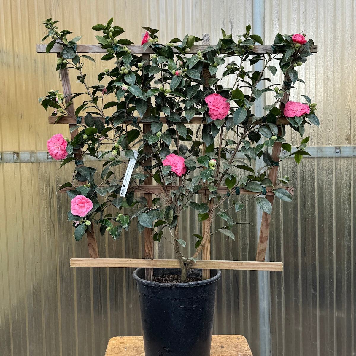 Camellia jap. 'Mrs. Tingley' (salmon), ESPALIER