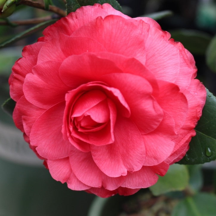 Camellia jap. 'Nuccio's Bella Rossa' PP13023