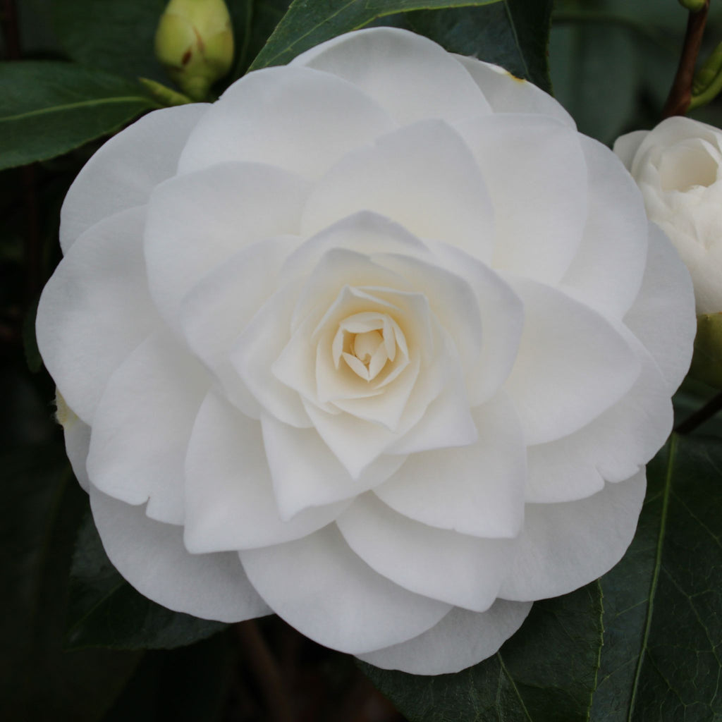 Camellia jap. 'Nuccio's Gem' (white)