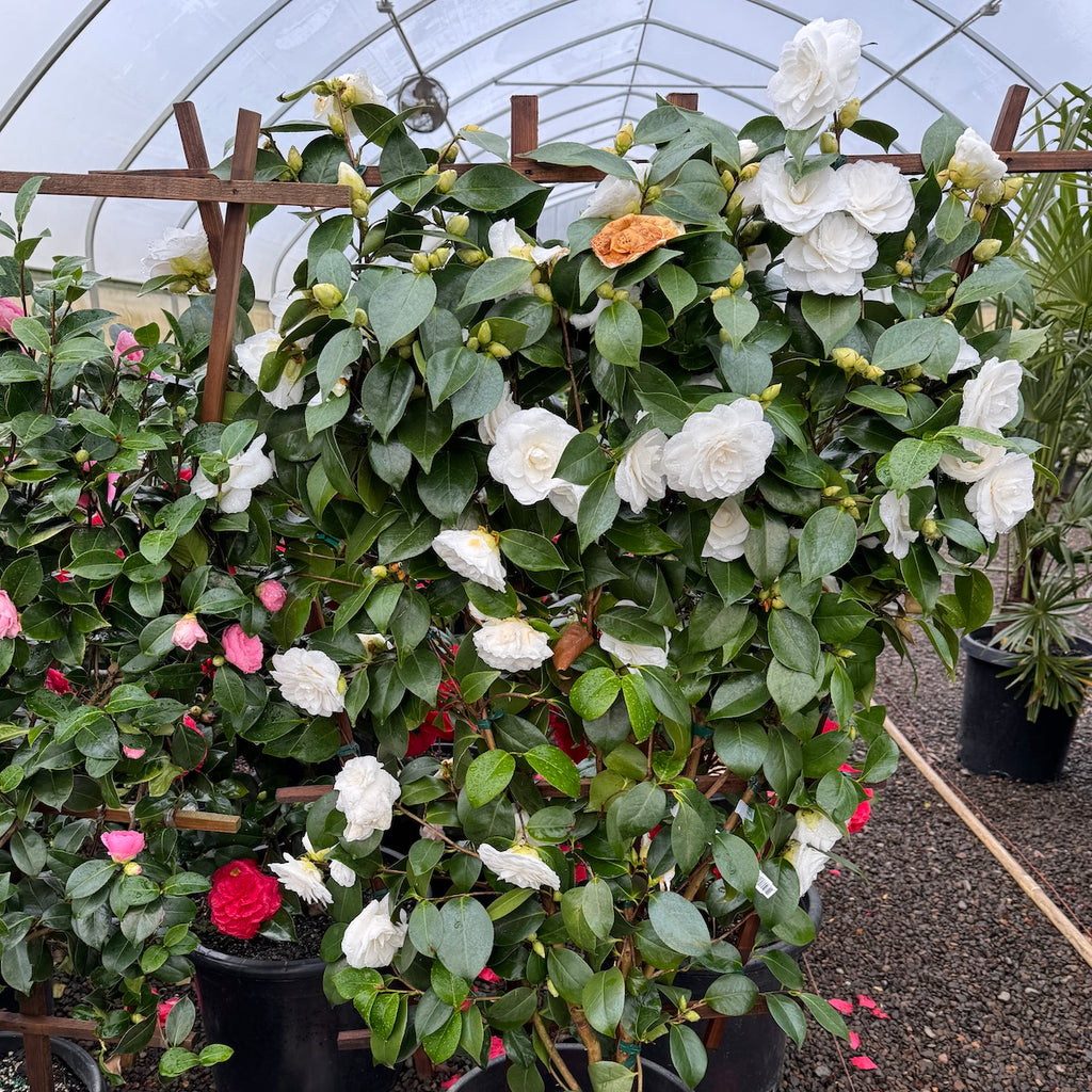 Camellia jap. 'Nuccio's Gem' (white), ESPALIER