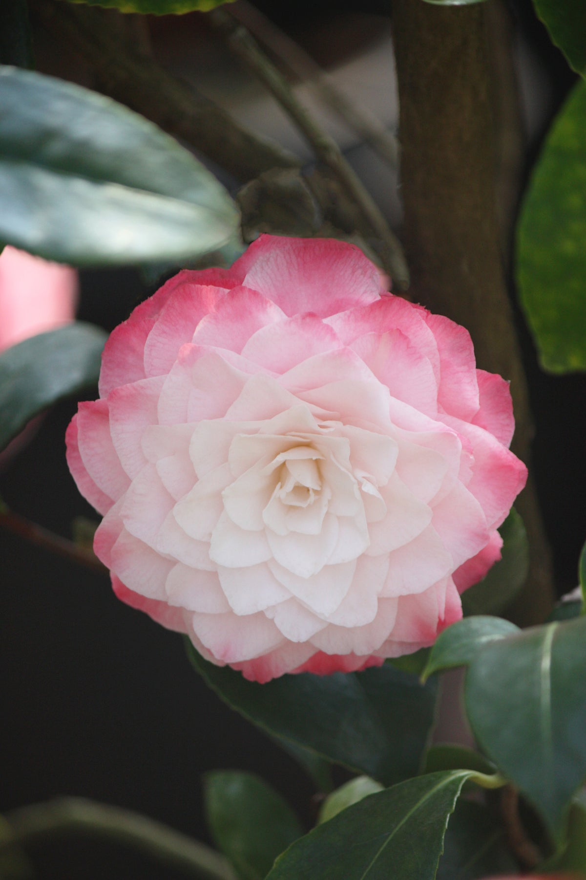 Camellia jap. 'Nuccio's Pearl' (white/pink)