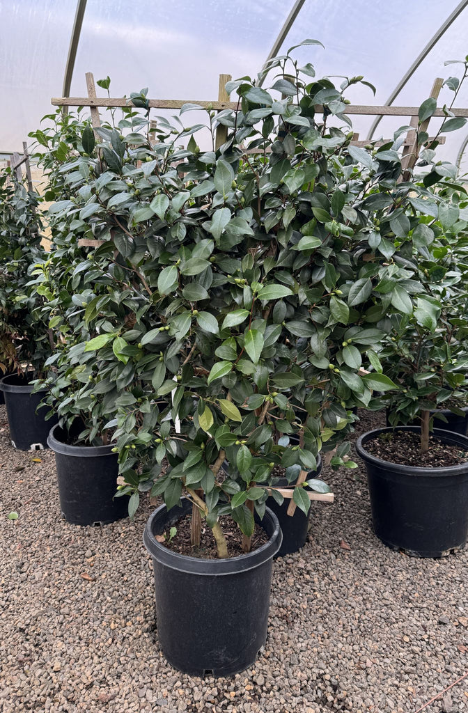 Camellia jap. 'Nuccio's Pearl' (white/pink)