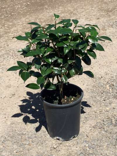 Camellia jap. 'Nuccio's Pearl' (white/pink)