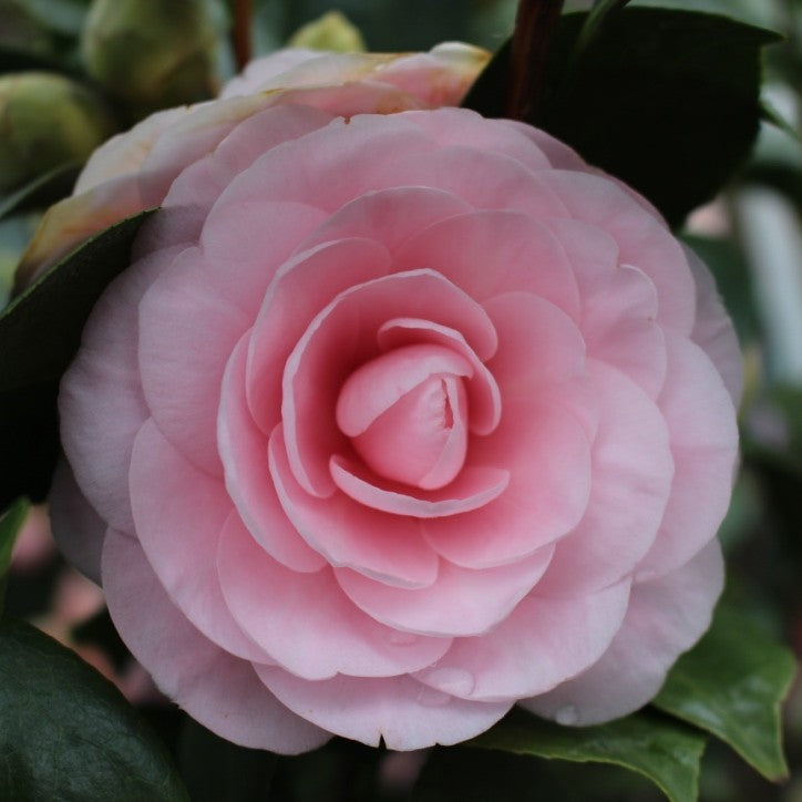 Camellia jap. 'Pearl Maxwell' (pink) – Loen Nursery, Inc.