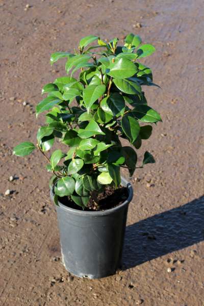 Camellia jap. 'Pearl Maxwell' (pink)