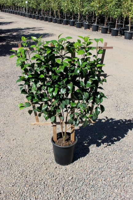 Camellia jap. 'Pink Parade' (pink), ESPALIER