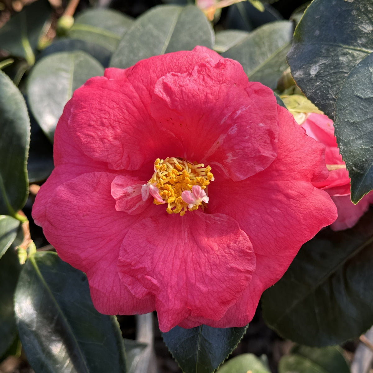 Camellia jap. 'R.L. Wheeler' (pink)