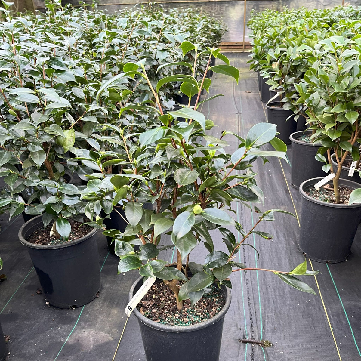 Camellia jap. 'R.L. Wheeler' (pink)