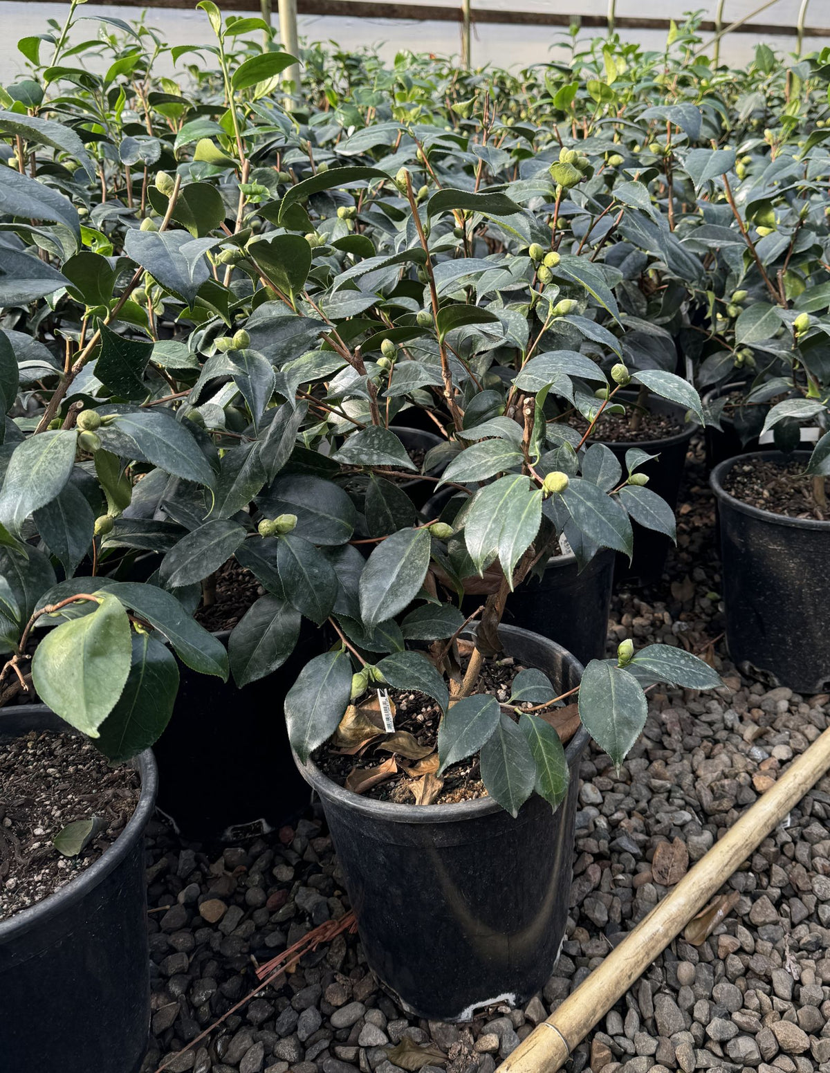 Camellia jap. 'R.L. Wheeler' (pink)
