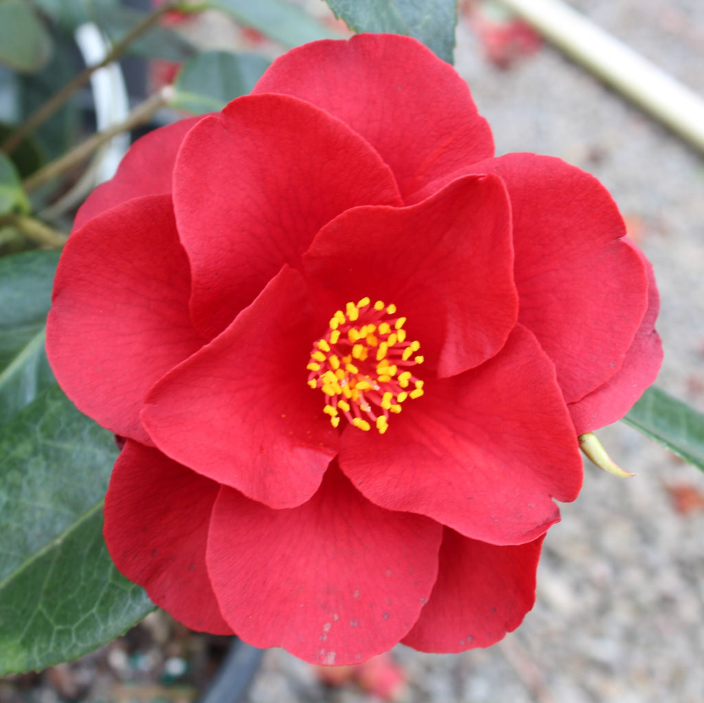 Camellia jap. 'Royal Velvet' (red)