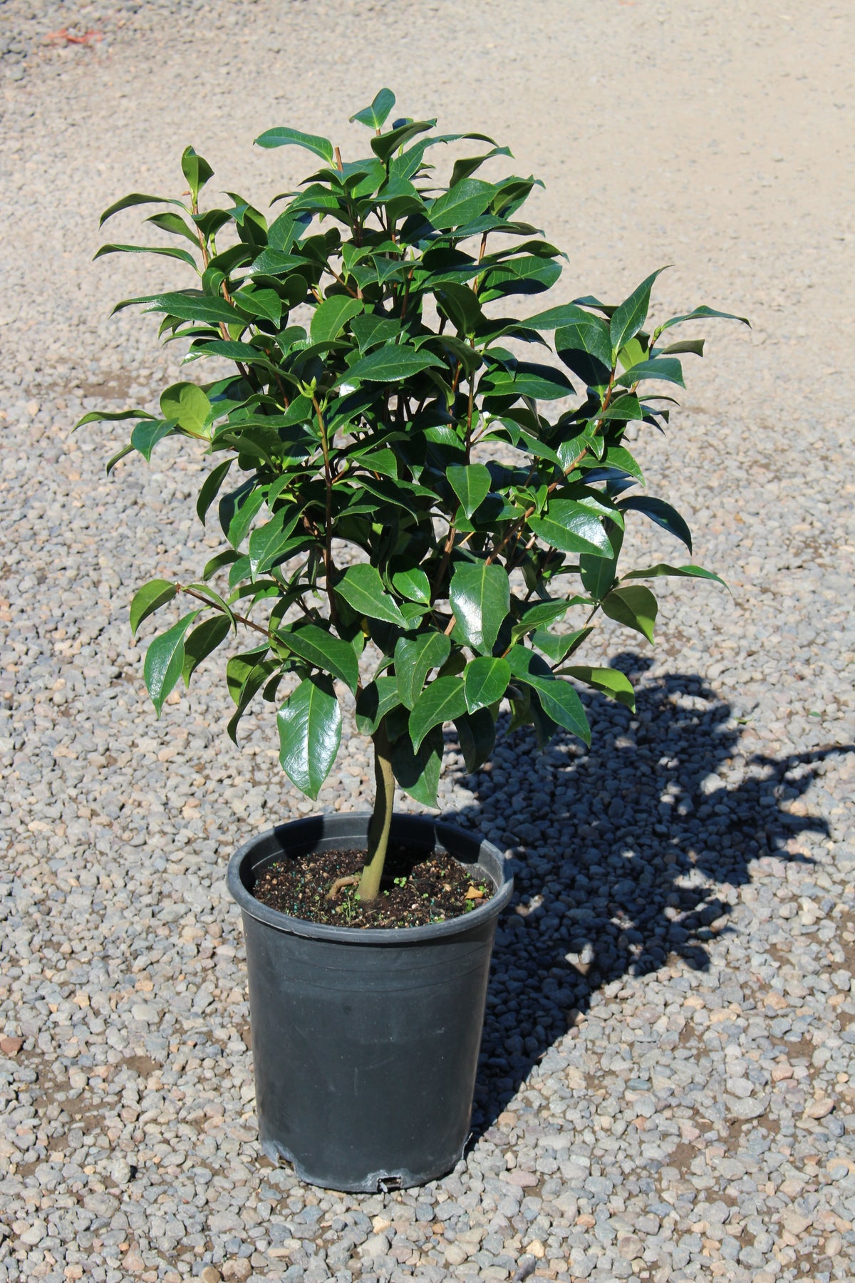 Camellia jap. 'Silver Waves' (white)