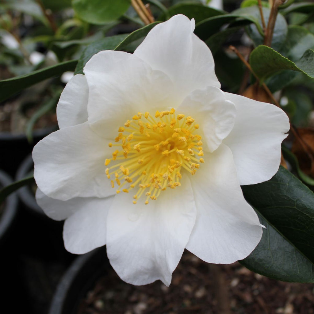 Camellia jap. 'Silver Waves' (white)