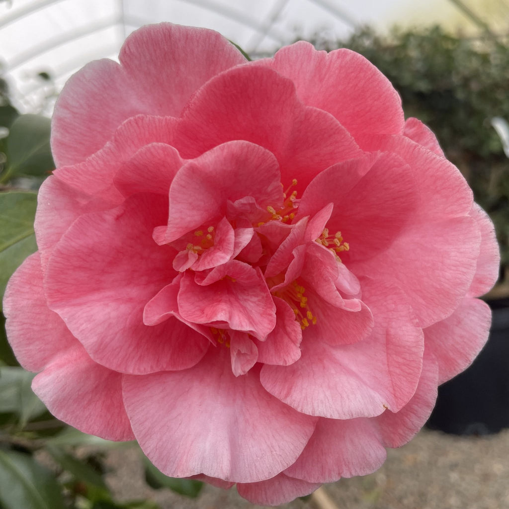 Camellia jap. 'Spellbound' (pink)