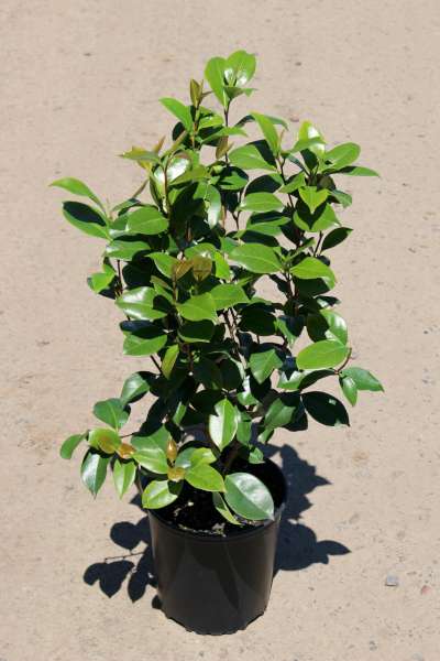 Camellia jap. 'Spellbound' (pink)