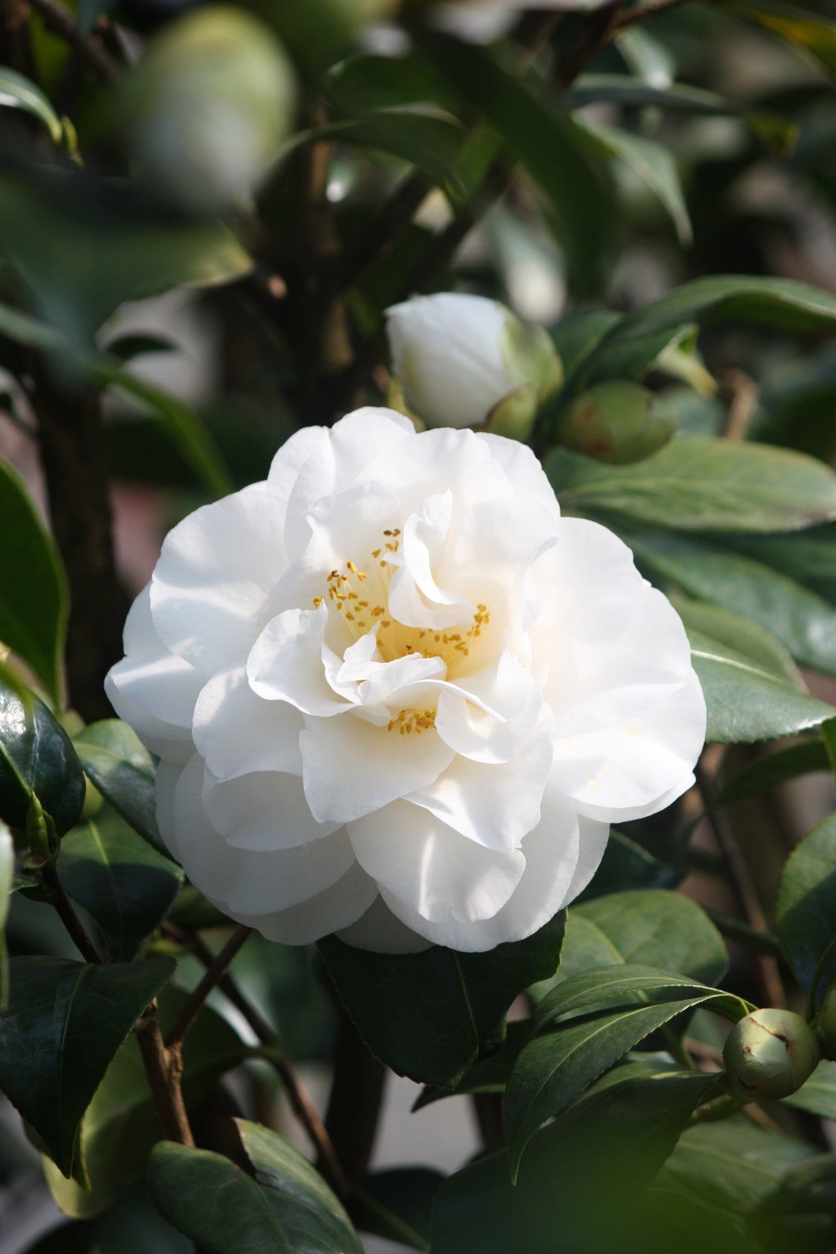 Camellia jap. 'Swan Lake' ™ (white)
