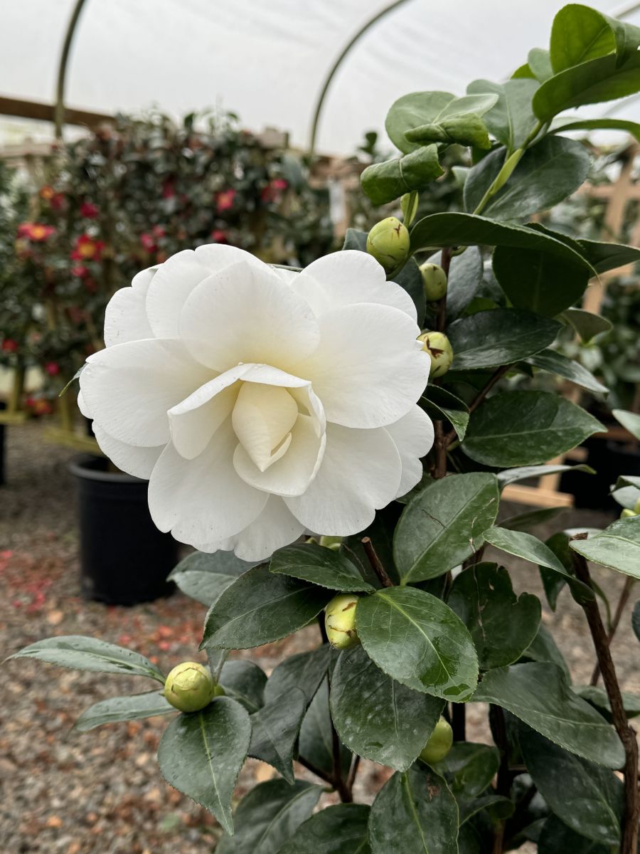 Camellia jap. 'Swan Lake' ™ (white)