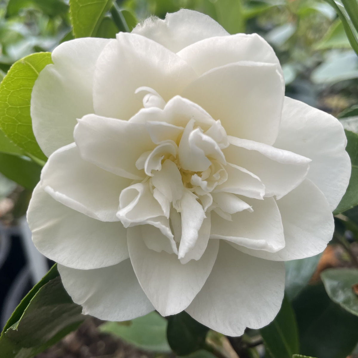 Camellia jap. 'Swan Lake' ™ (white)