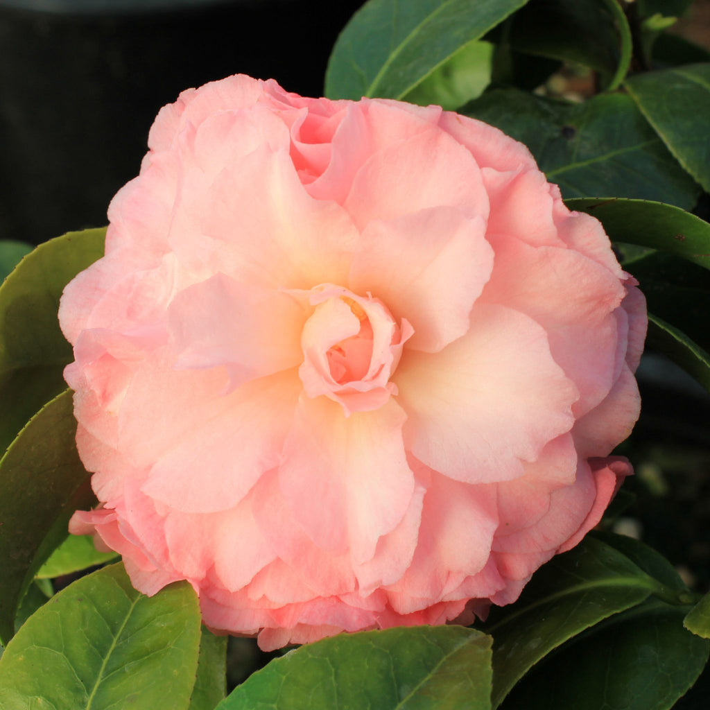 Camellia jap. 'Sweetheart' (pink)