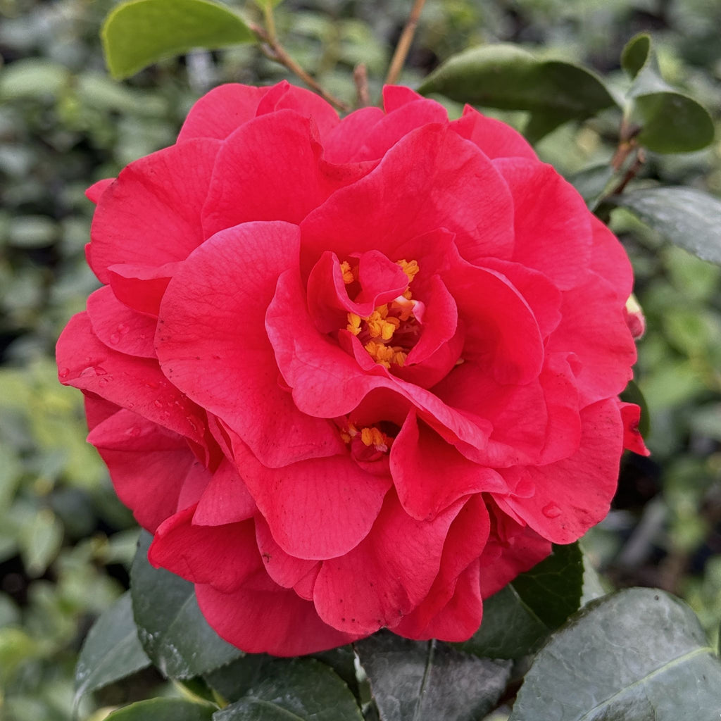 Camellia jap. 'Tom Knudsen' (red)
