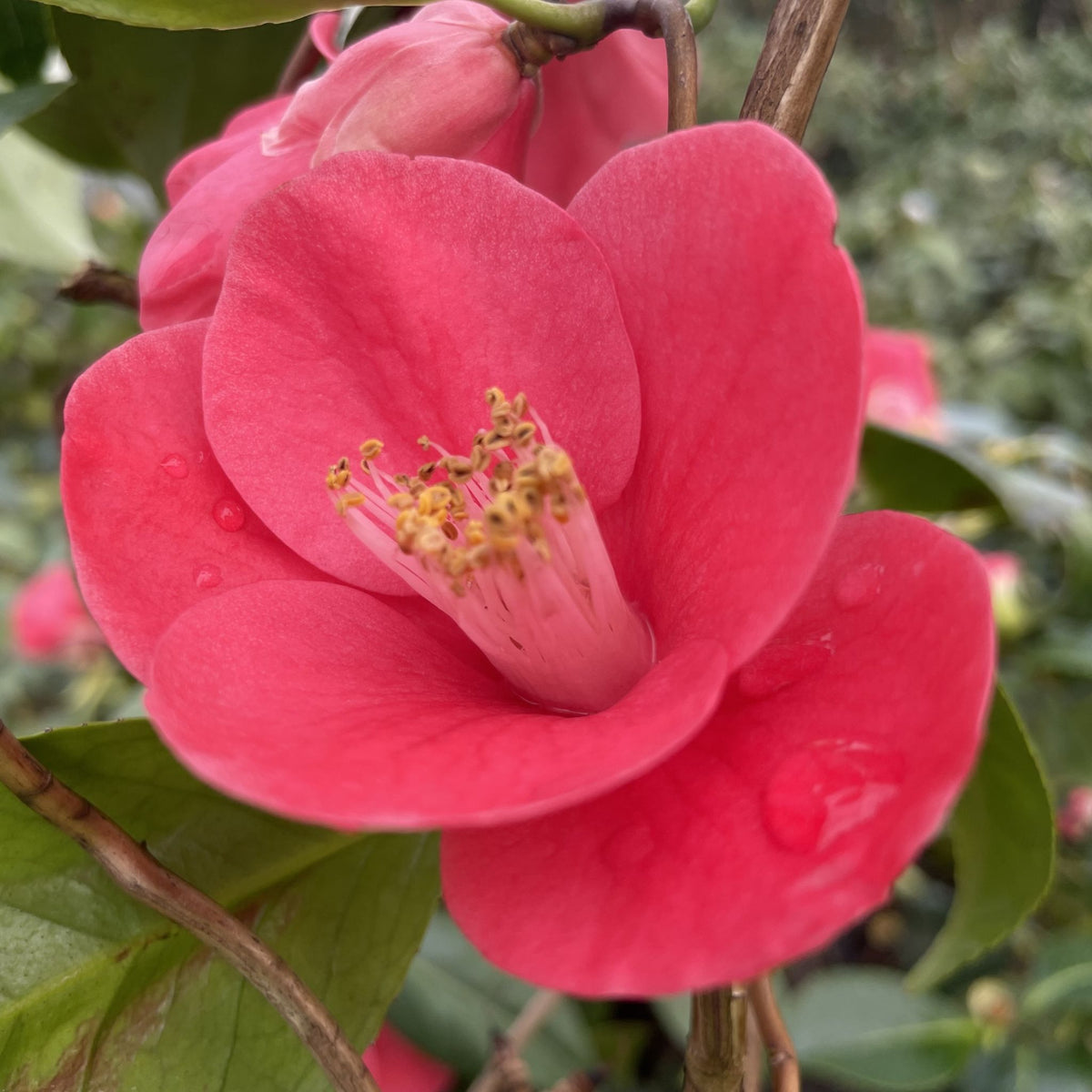 Camellia jap. 'Unryu' (red)