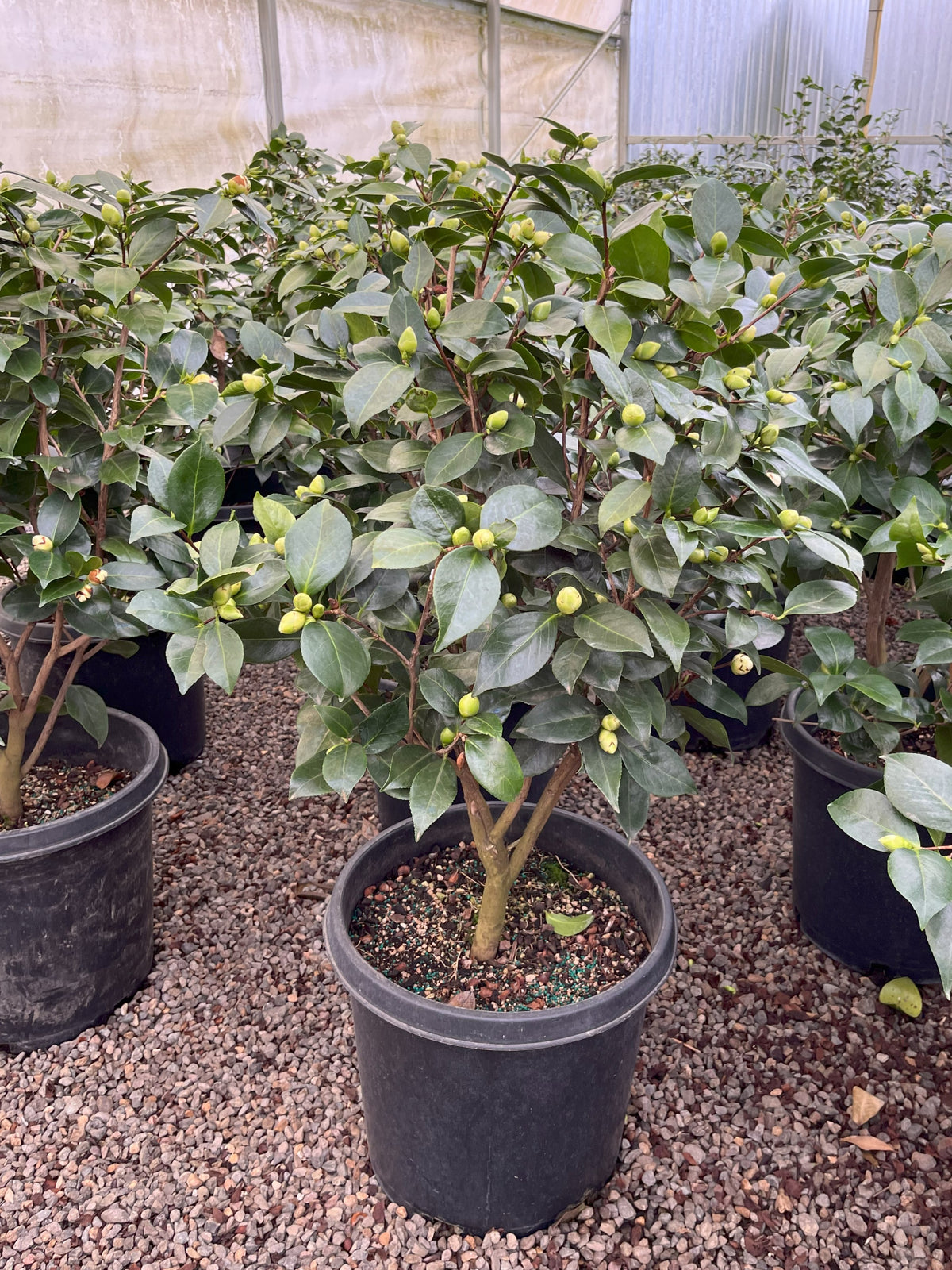 Camellia jap. 'Swan Lake' ™ (white)
