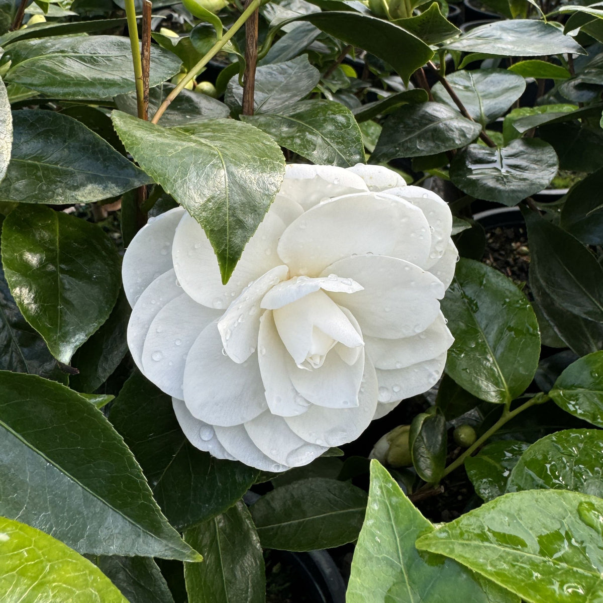 Camellia jap. 'White Swan' (white)