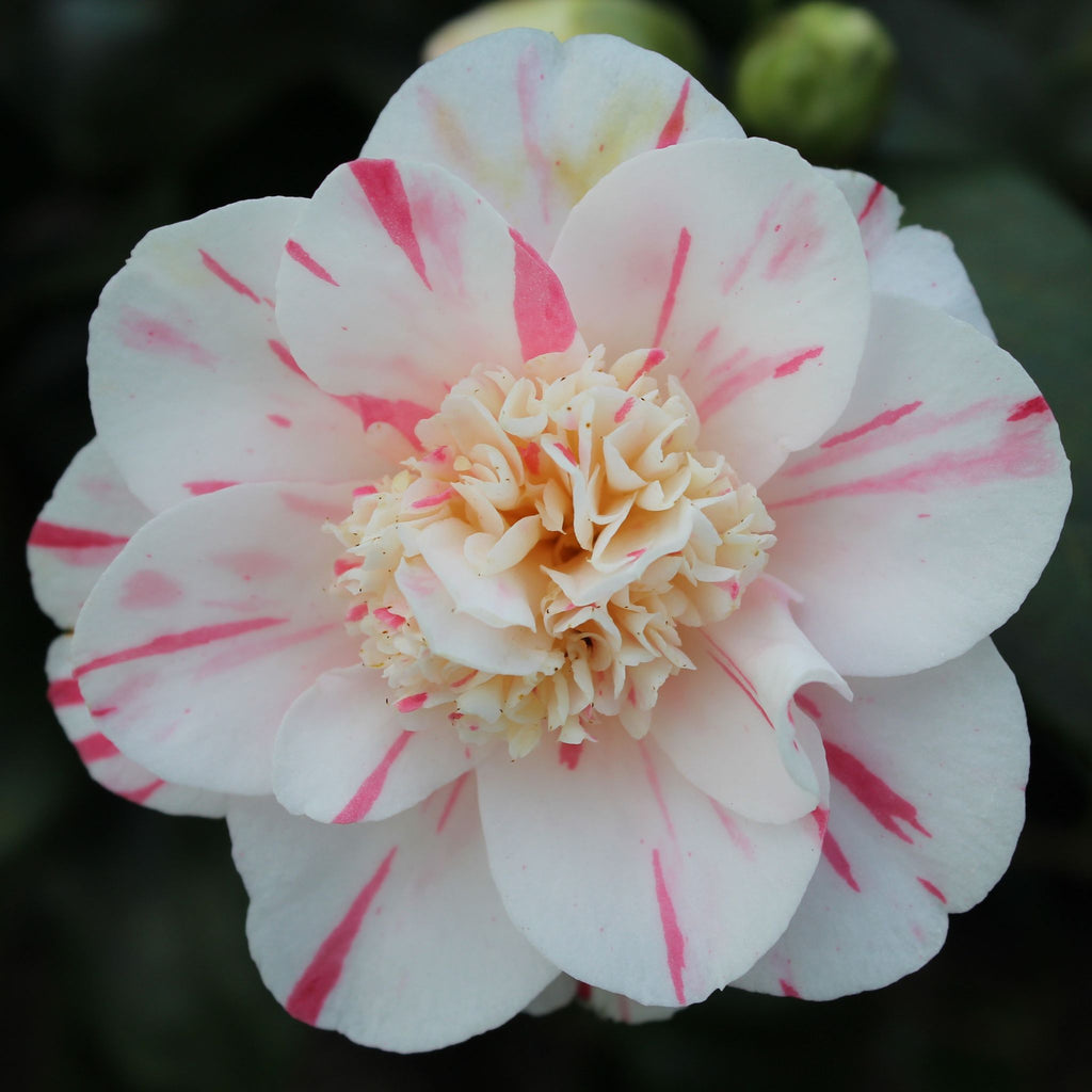 Camellia jap. 'Eleanor McCown' (white/pink)