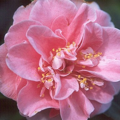 Camellia jap. 'Pink Parade' (pink), ESPALIER