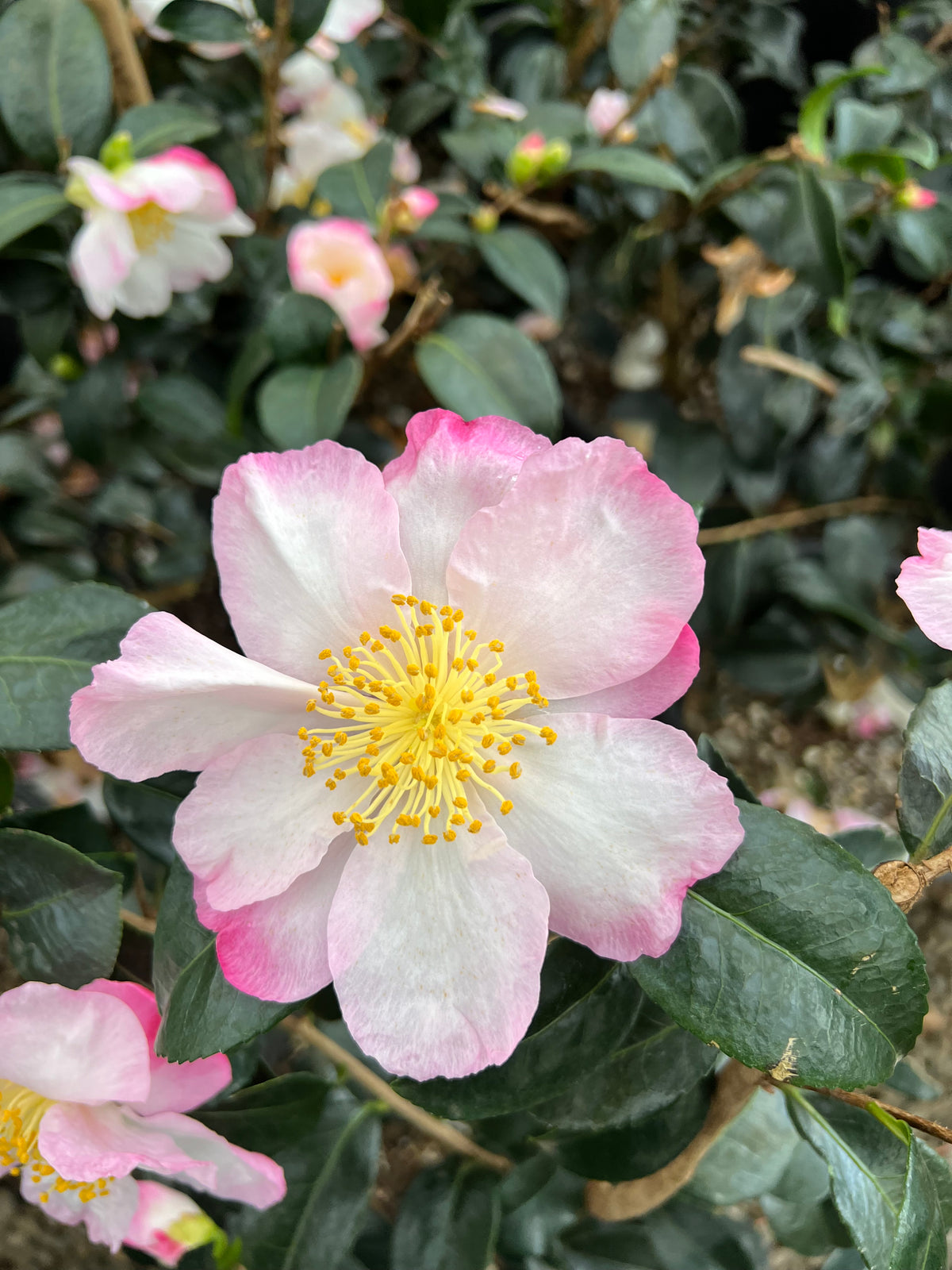 Camellia sas. 'Apple Blossom' (white/pink)