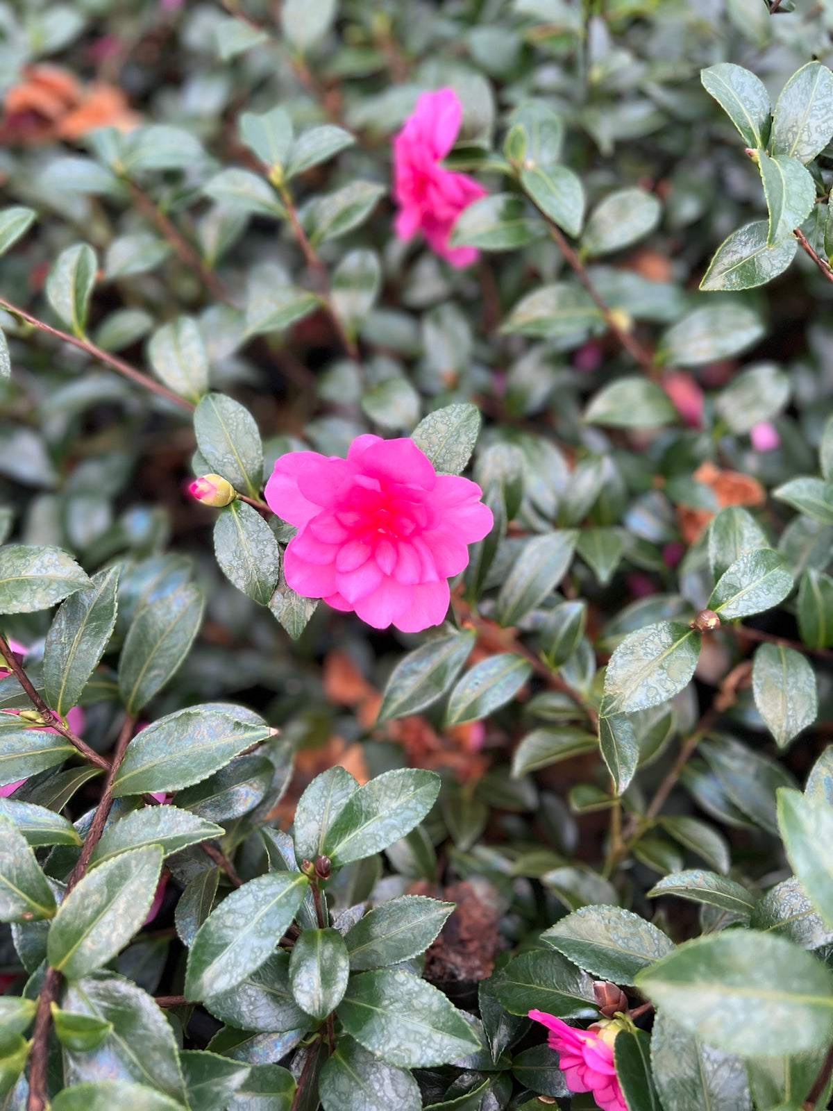 Camellia sas. 'Chansonette'