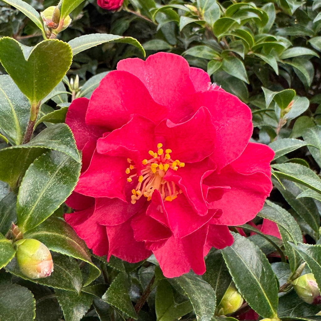 Camellia sas. OCTOBER MAGIC® 'Ruby' ™ PP24538 (red)