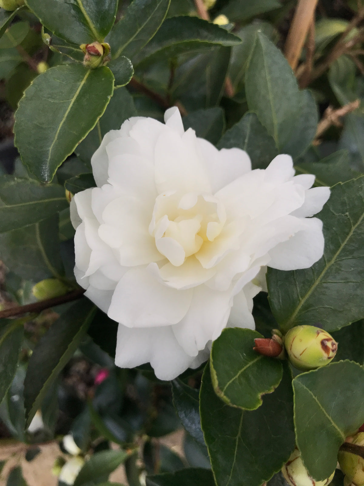 Camellia sas. 'White Doves' (white)