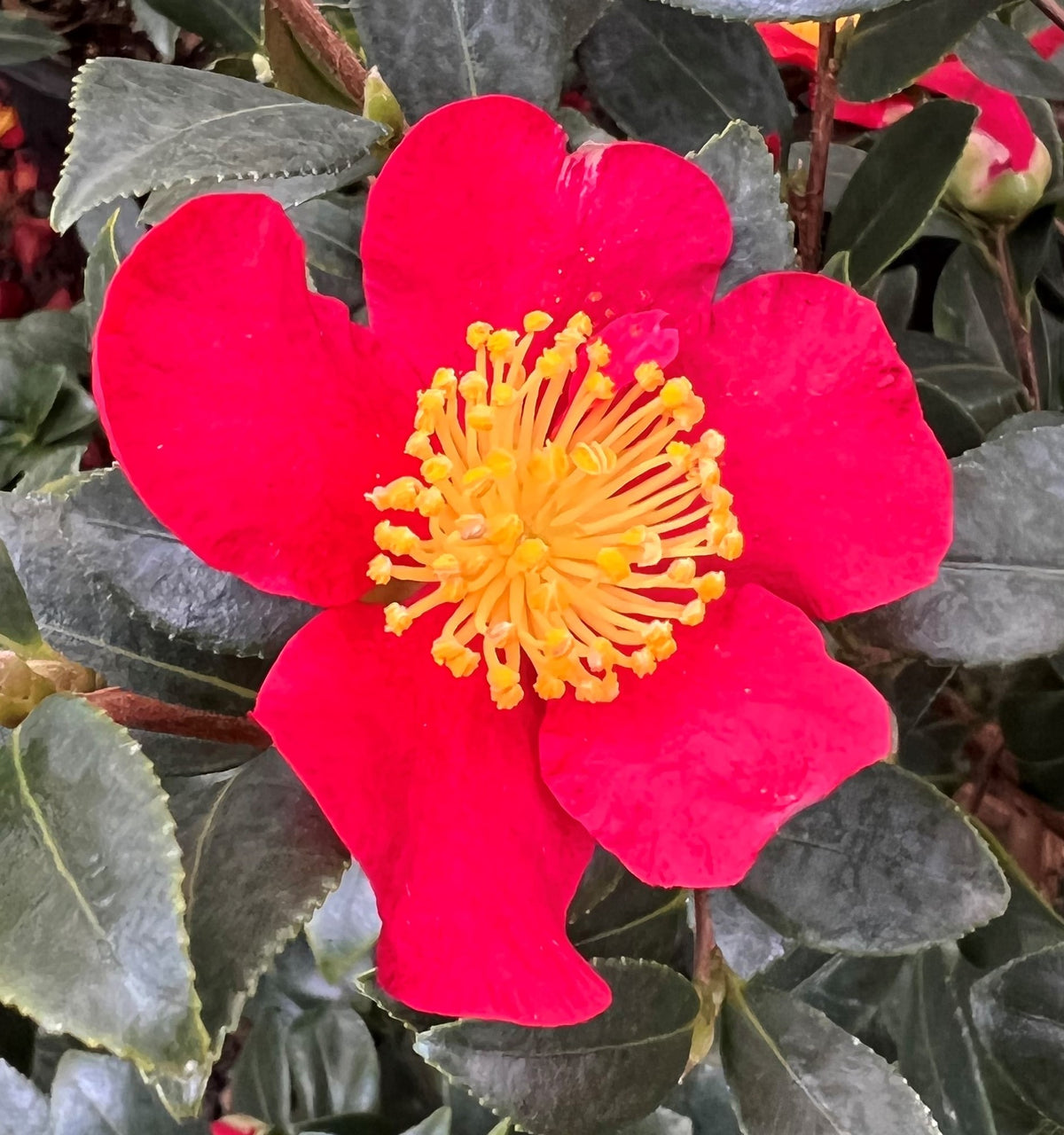 Camellia sas. 'Yuletide' (red)