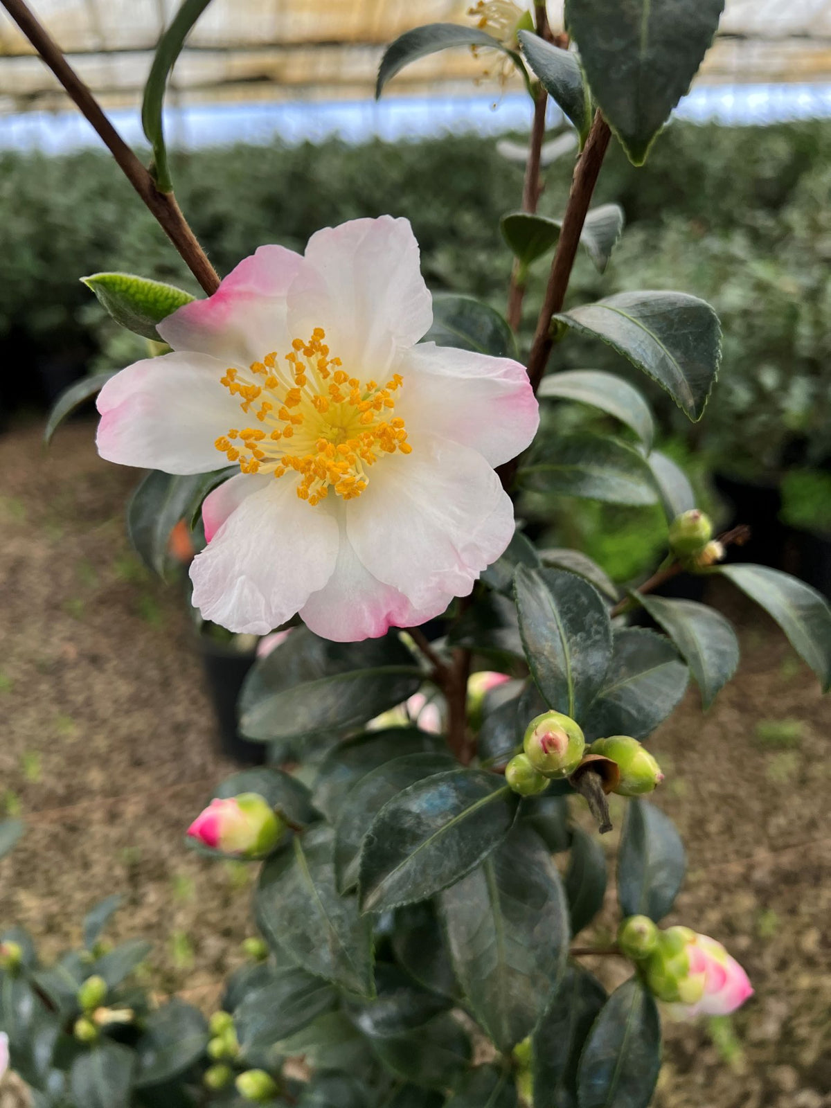 Camellia sas. 'Apple Blossom' (white/pink)