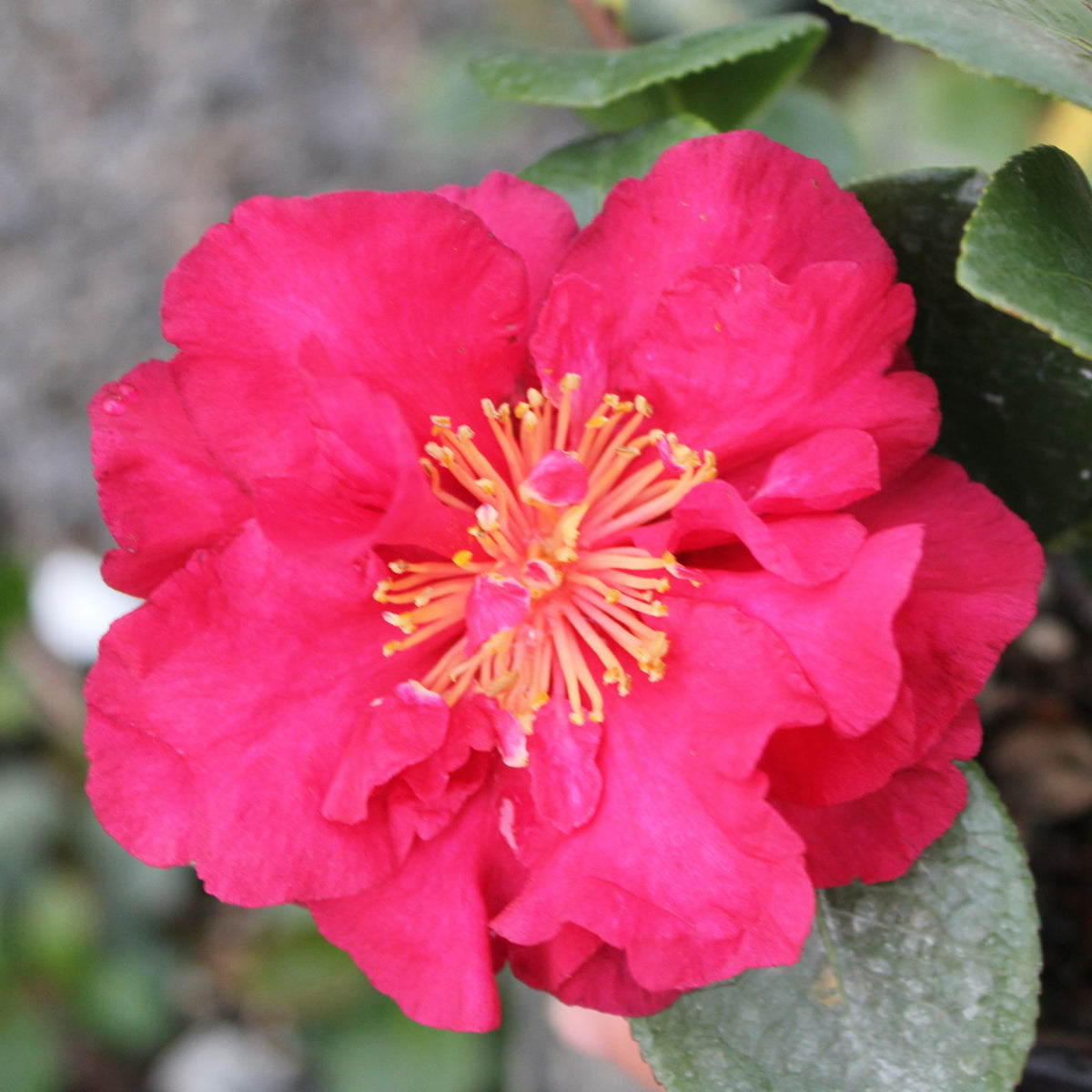 Camellia sas. 'Bonanza' (red)