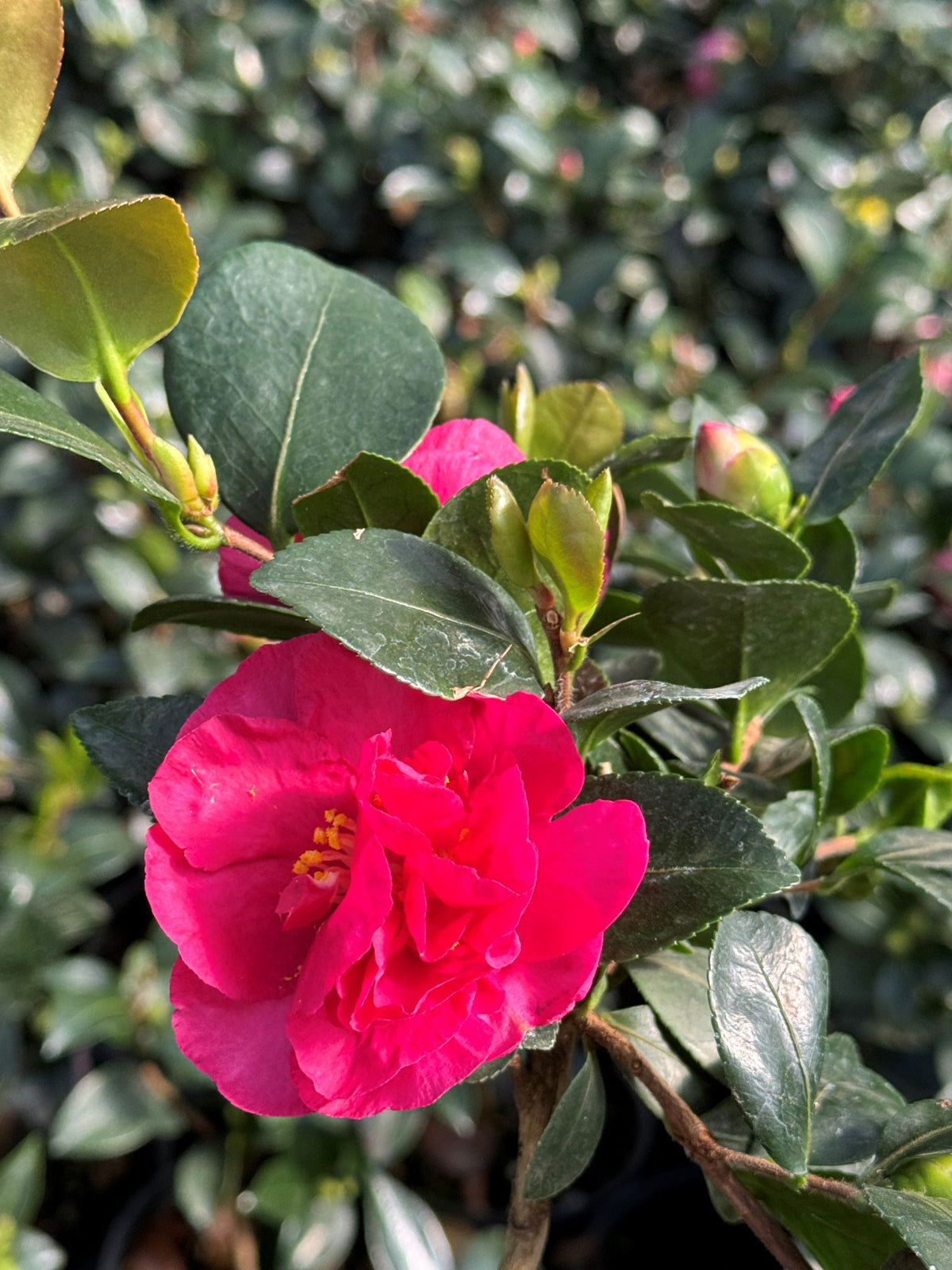 Camellia sas. 'Bonanza' (red)