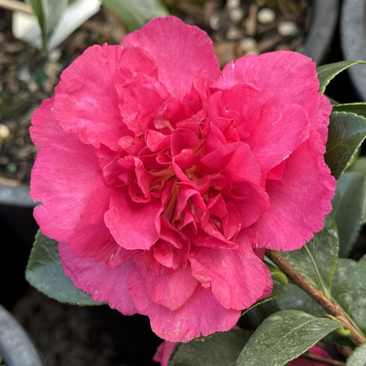 Camellia sas. 'Bonanza' (red)