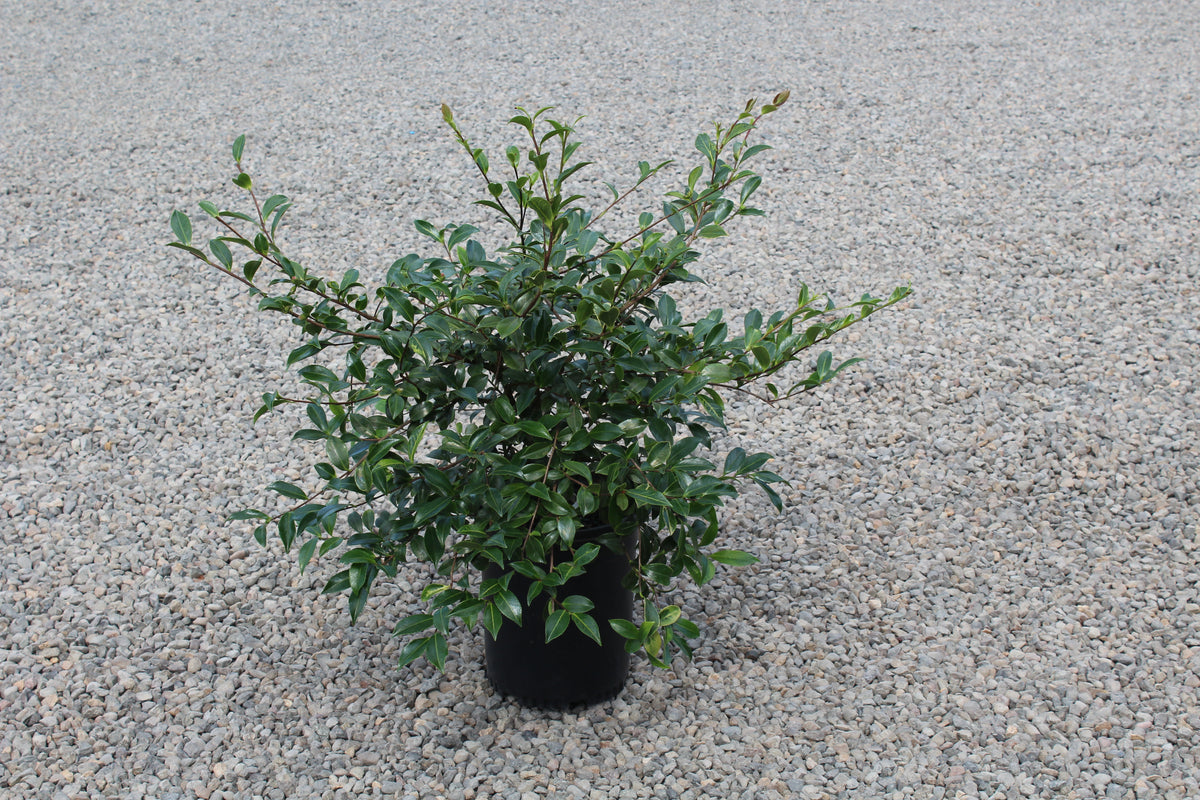 Camellia sas. 'Chansonette'