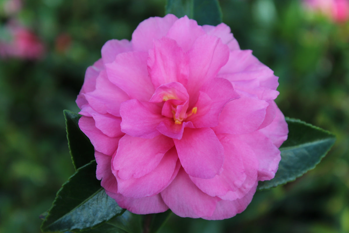 Camellia sas. 'Chansonette'